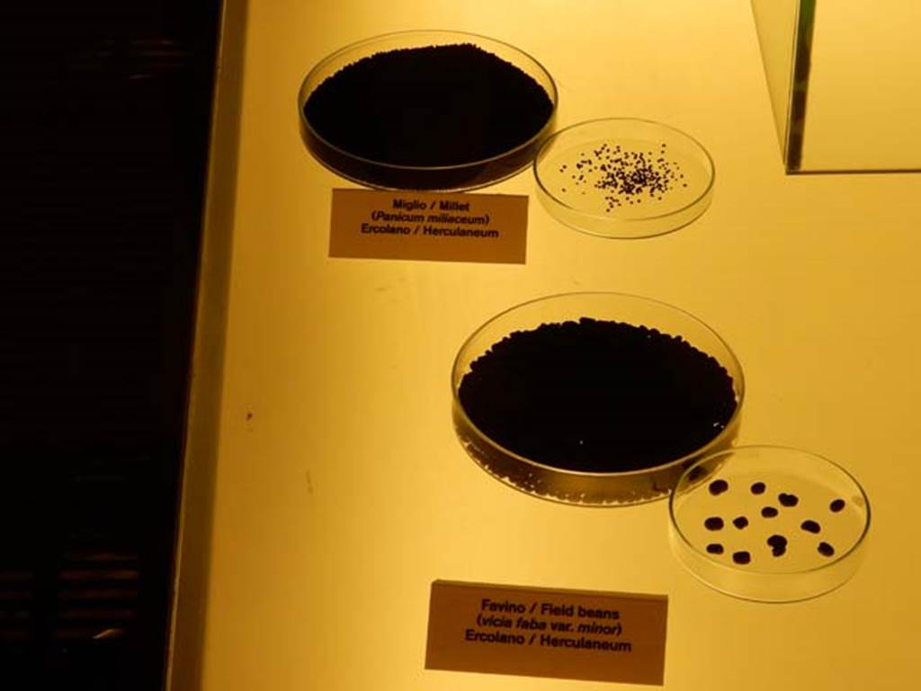 Herculaneum, May 2016. Example of carbonised Field Beans (favino), lower right and Millet (miglio) above.
Photo courtesy of Buzz Ferebee.